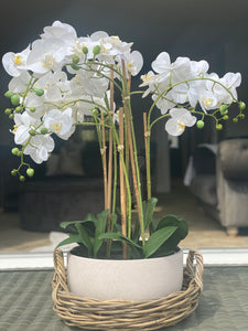 Luxury White Orchid