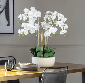 Luxury White Orchid