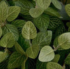 Pittosporum Bunch - H18955