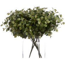 Pittosporum Bunch - H18955