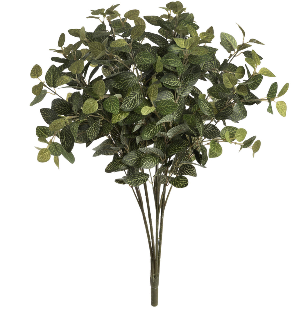 Pittosporum Bunch - H18955